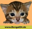 Bengal24_de01.jpg