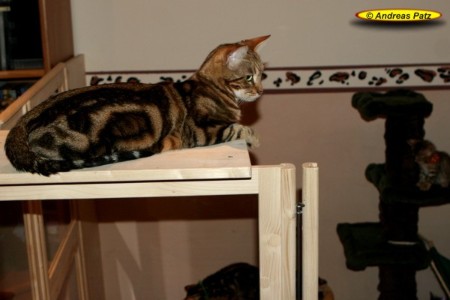 Bengalkatze Cinderella Bengalkatze Cinderella
